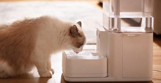 Best pet fountain top for large dogs