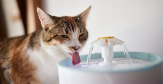 4 Best Cat Water Fountains to Keep Your Cat Healthy