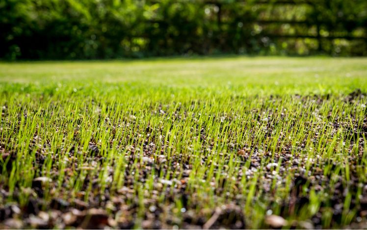 A close up of grass growing