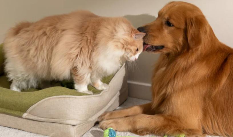 Best Vacuum for Cat Litter and Cat Hair