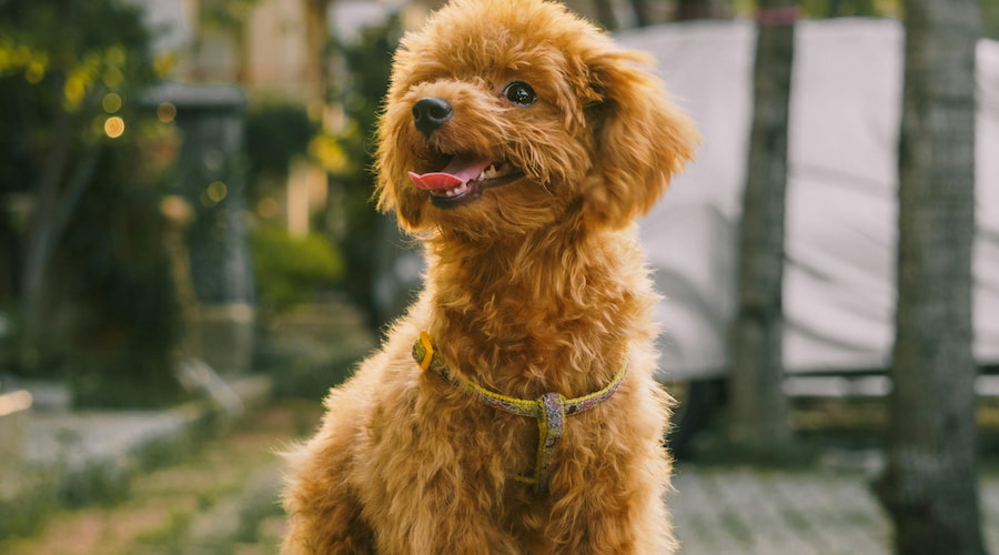 Dogs That Don’t Shed: 10 Best Breeds and Tips for Cleaner Homes