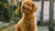 Dogs That Don’t Shed: 10 Best Breeds and Tips for Cleaner Homes