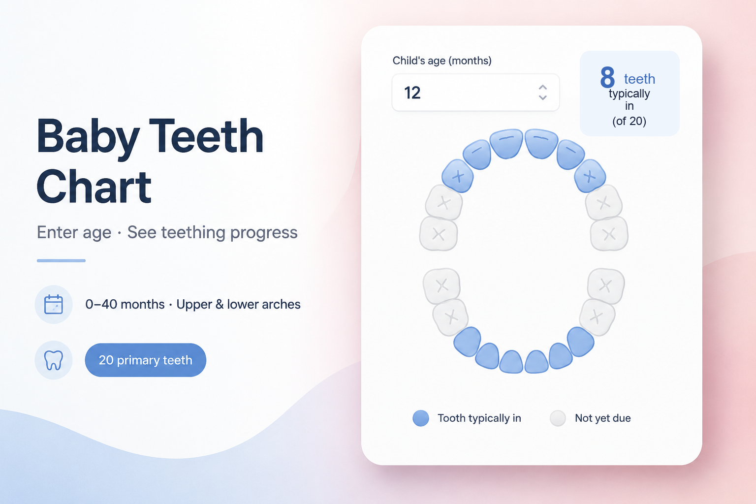 Baby Teeth Chart by Age Eruption Timeline and Order