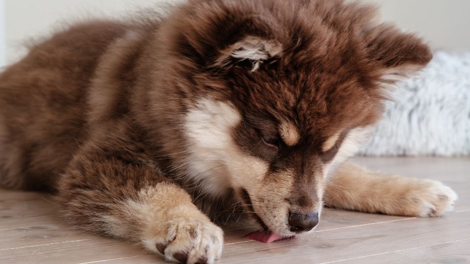Is Your Dog Licking Floor? Here’s Why and How to Help