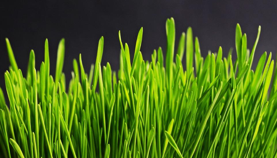 Types of Lawns