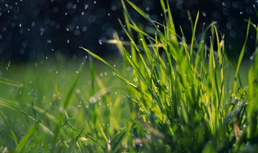 Green lawn