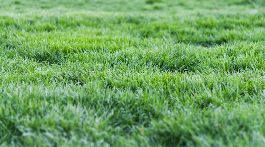 Healthy lush lawn