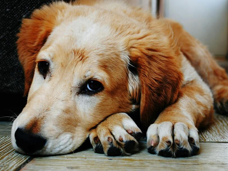 How to Clean a Dog's Paws in 7 Easy Ways