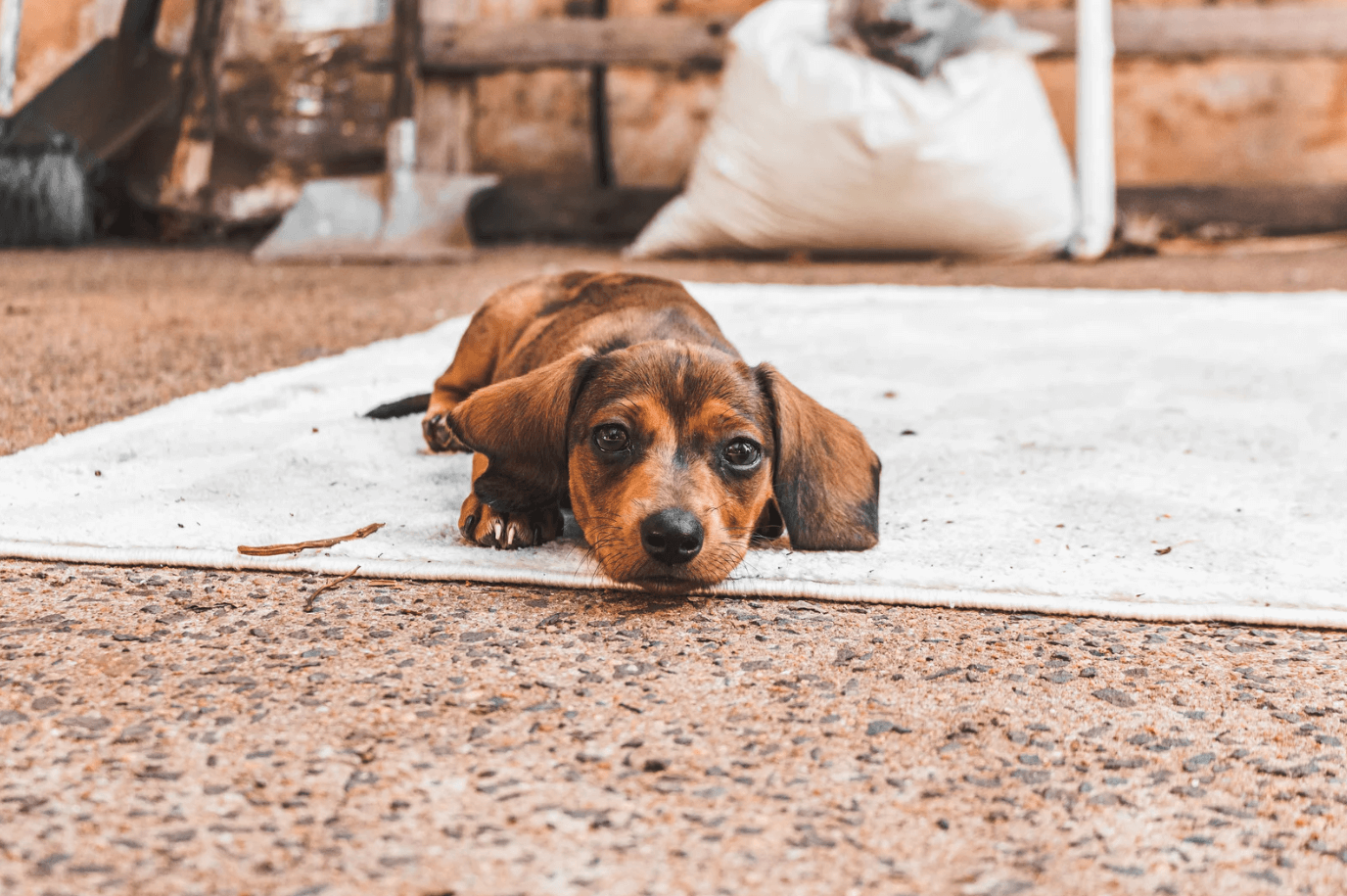 Guide to Clean Dog Poop and Stains Out of Carpets