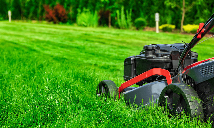 can-you-mow-after-fertilizing