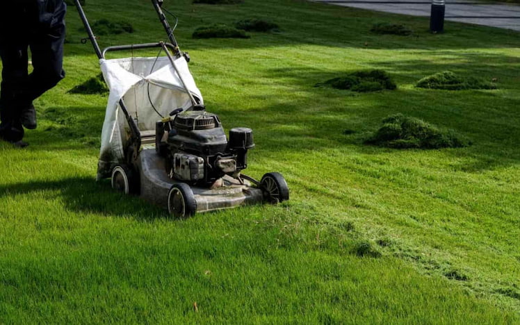 best-time-to-mow-lawn