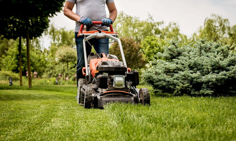does-mowing-the-lawn-kill-ticks