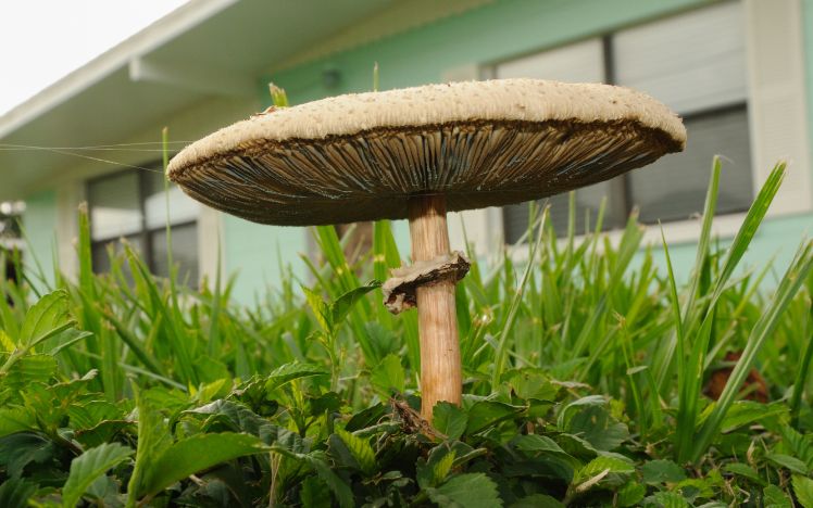 Mushroom on a lawn