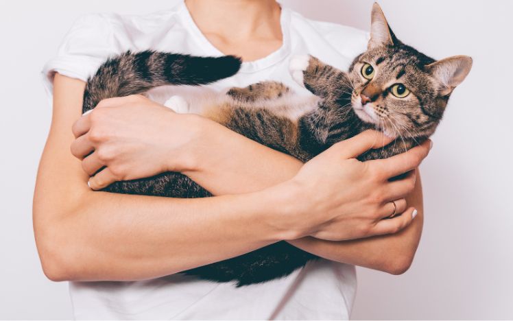 Cats That Don’t Shed: Top Breeds & Allergy Solutions