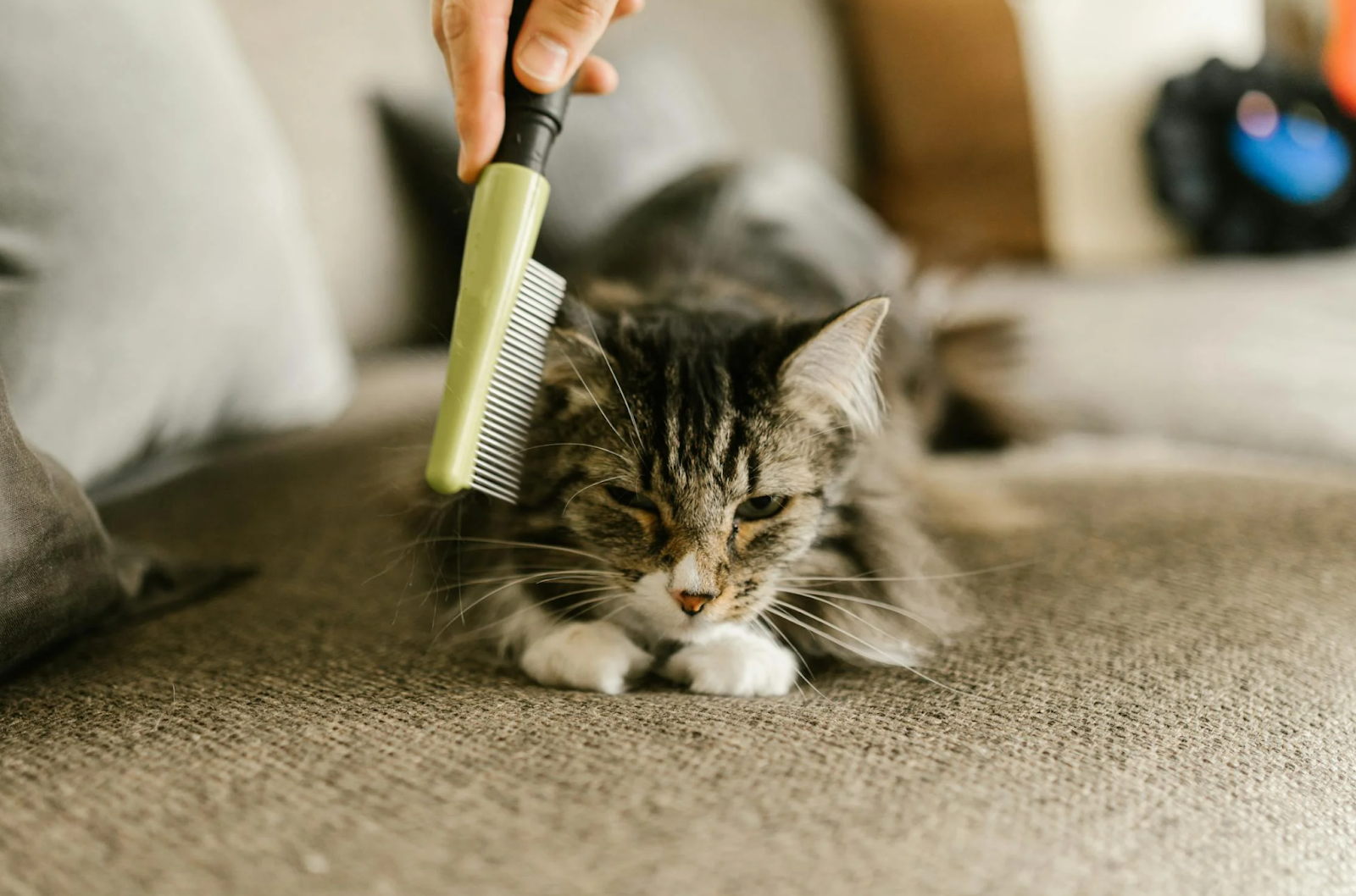 Is Shaving Your Cat the Right Way to Beat the Heat and Stay Clean?