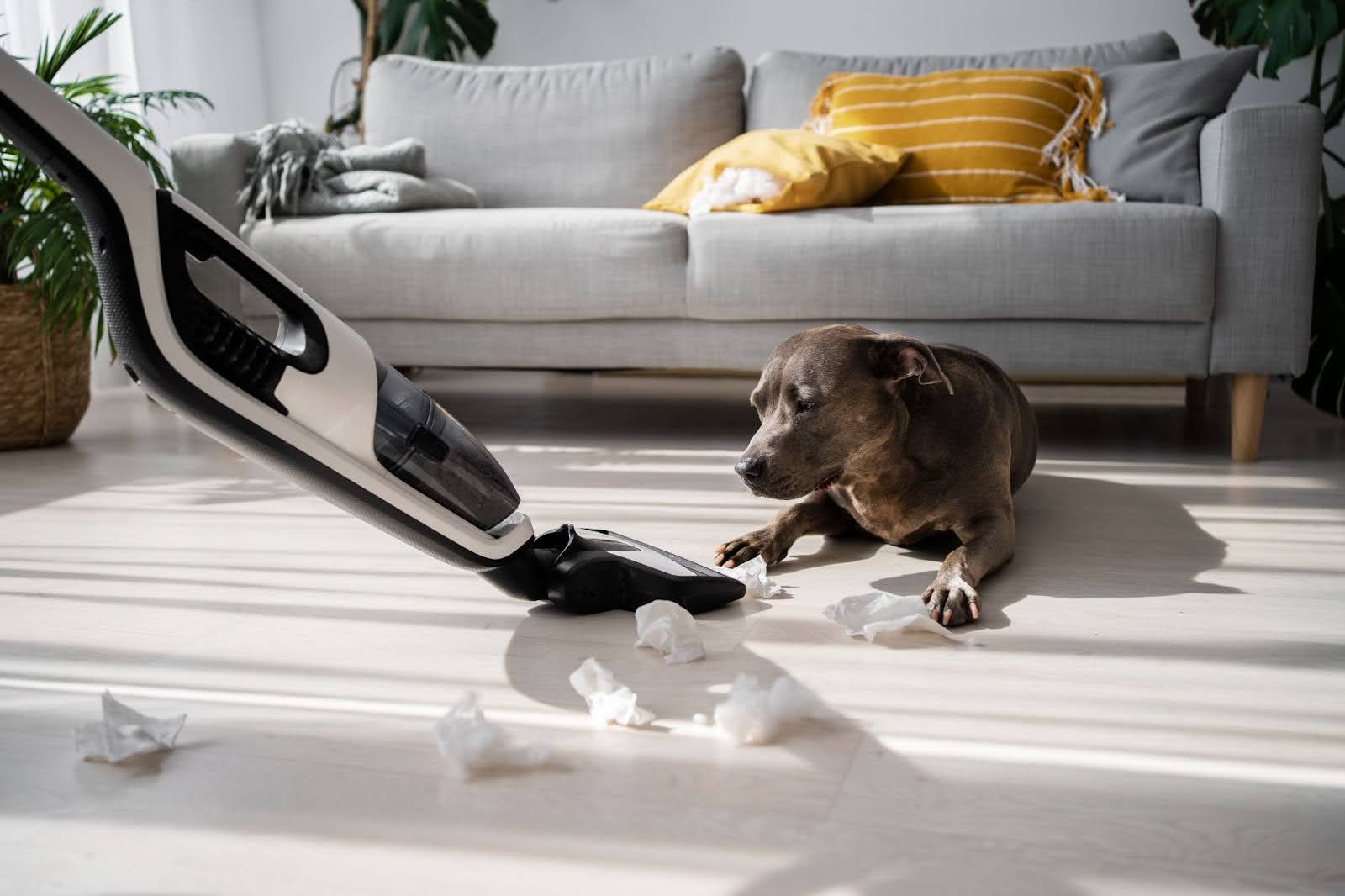 Why Are Dogs Scared of Vacuums? Causes, Solutions and Alternatives