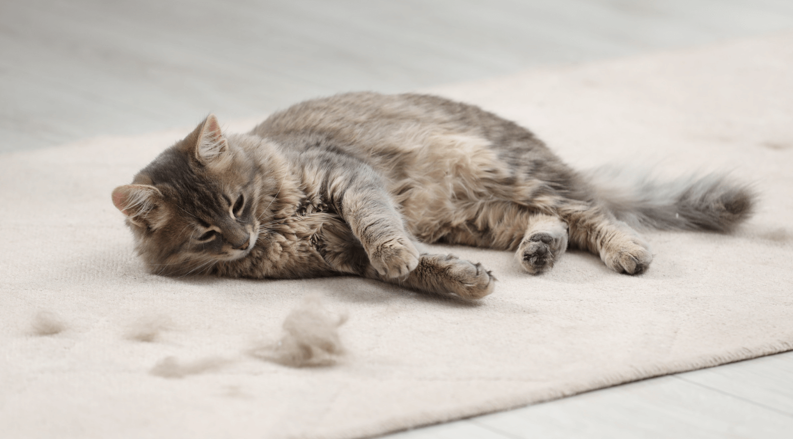 Why Is My Cat Shedding So Much? How to Stop