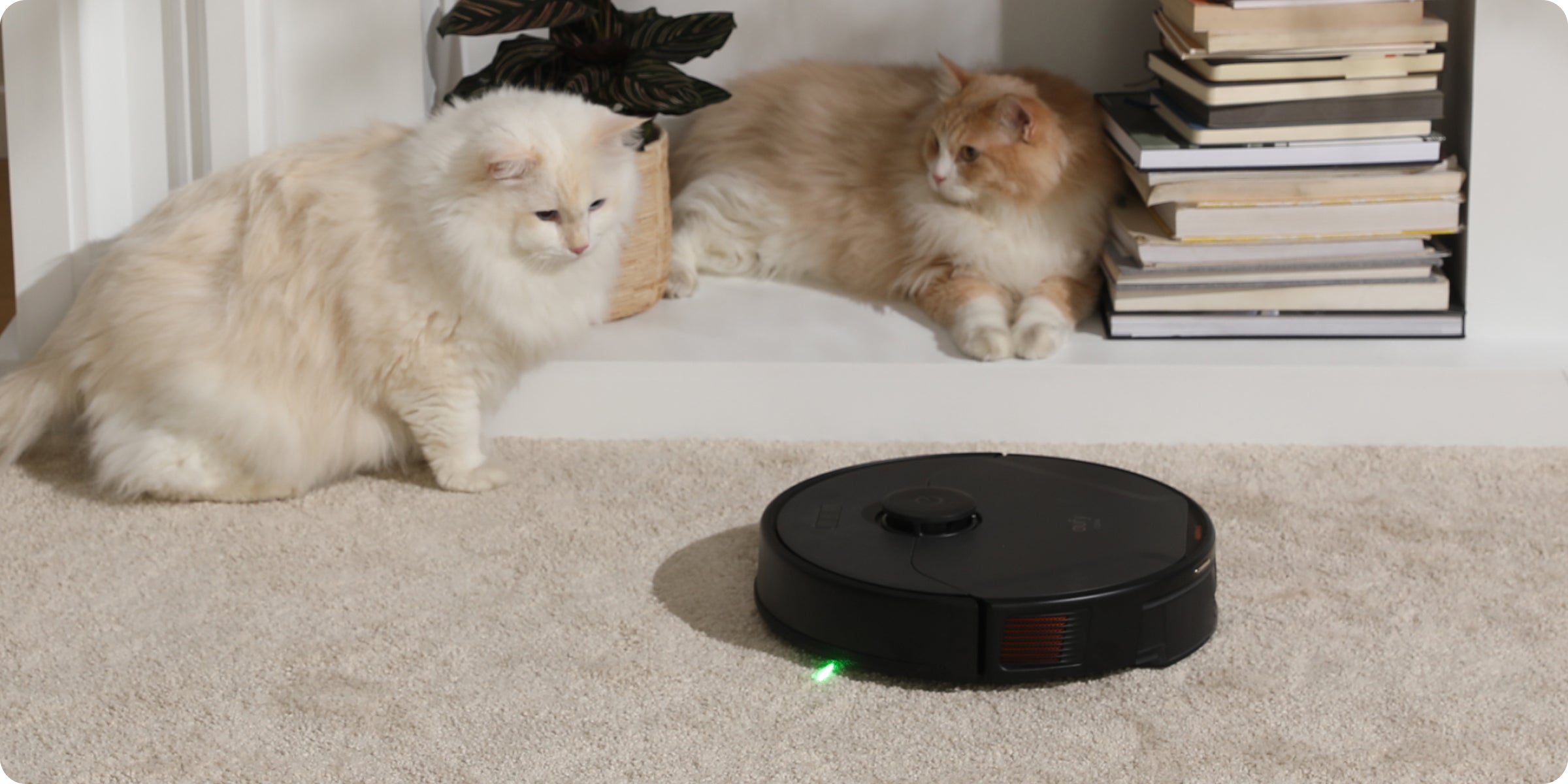 eufy mit zwei Katzen für Tierhaare auf Teppich