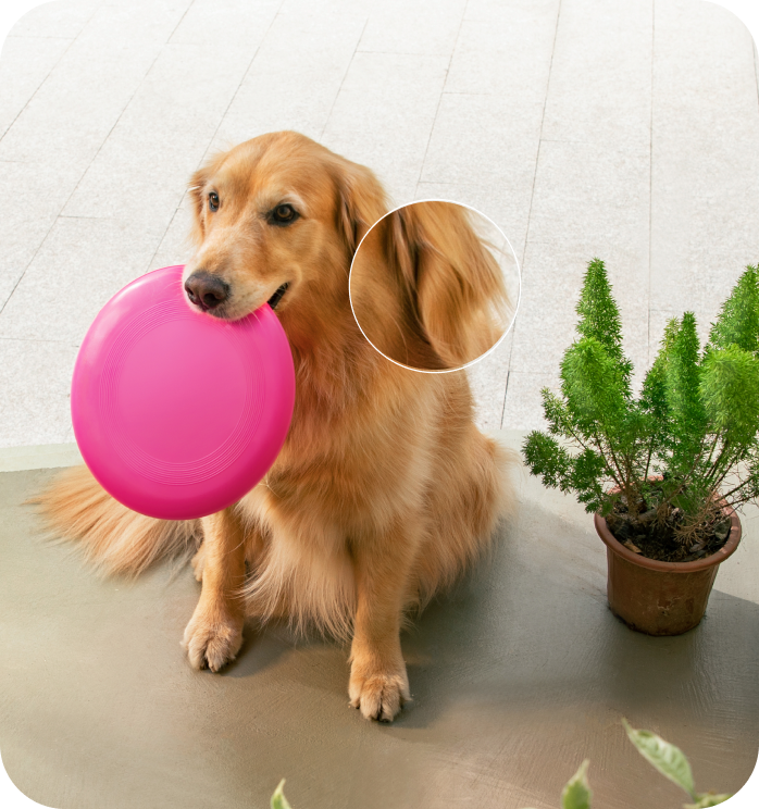 Hund mit pinkemevent: ping Frisbee neben Pflanze, eufy Sicherheit