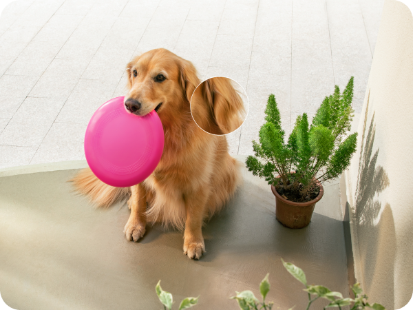 Hund mit pinkem Frisbee und eufy Überwachungsfunktion